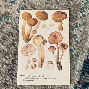 🖤5/$25  Mushroom Illustration Art Print